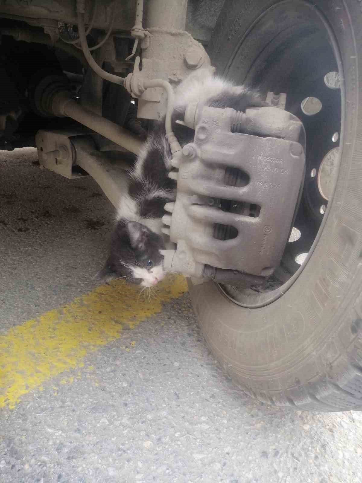 Otomobil tekeri ile balata arasına sıkışan kedi yaralandı