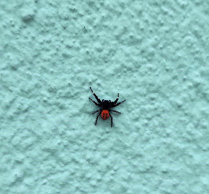 Denizli’de zehirli uğur böceği örümceği görüldü