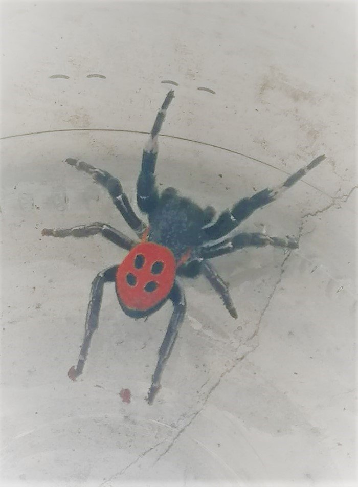 Denizli’de zehirli uğur böceği örümceği görüldü