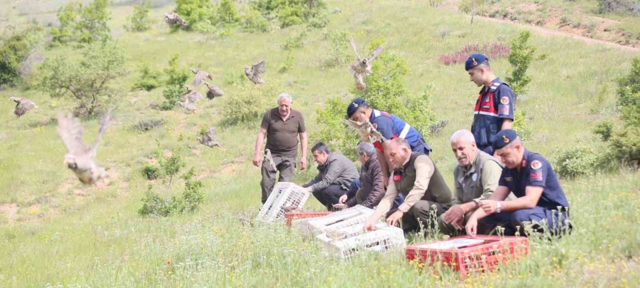 Elazığ’da doğaya keklik salımı yapıldı