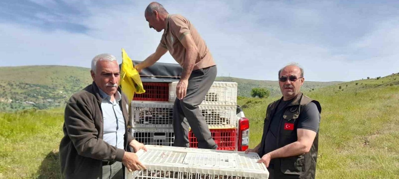 Elazığ’da doğaya keklik salımı yapıldı