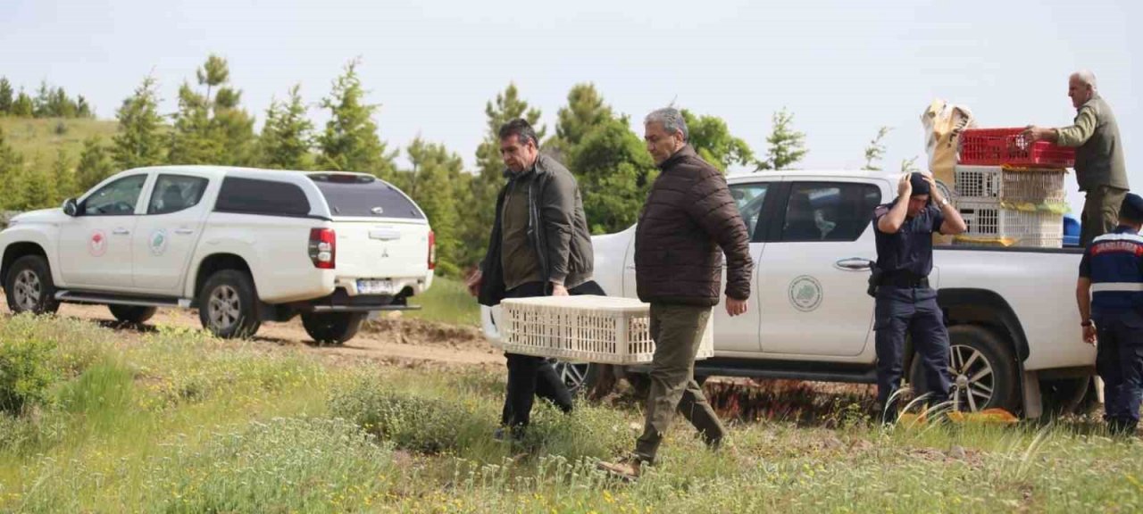 Elazığ’da doğaya keklik salımı yapıldı