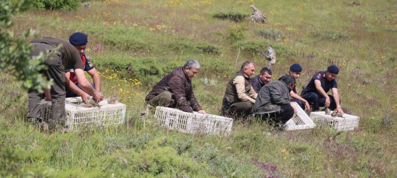 Elazığ’da doğaya keklik salımı yapıldı