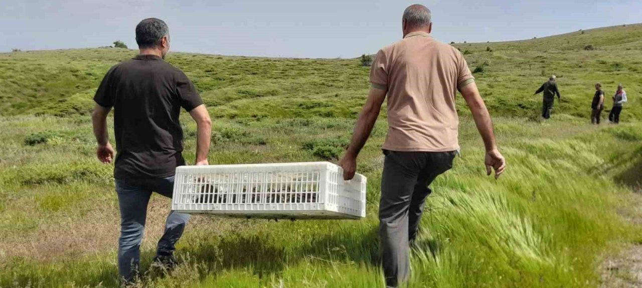 Elazığ’da doğaya keklik salımı yapıldı