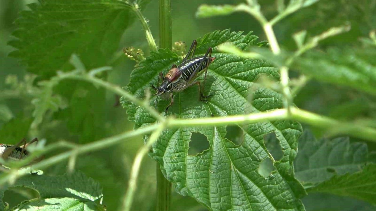 Çekirgelerin istila ettiği köyde vatandaşların mağduriyeti sürüyor