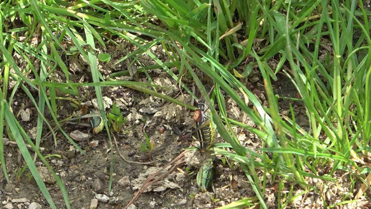 Çekirgelerin istila ettiği köyde vatandaşların mağduriyeti sürüyor