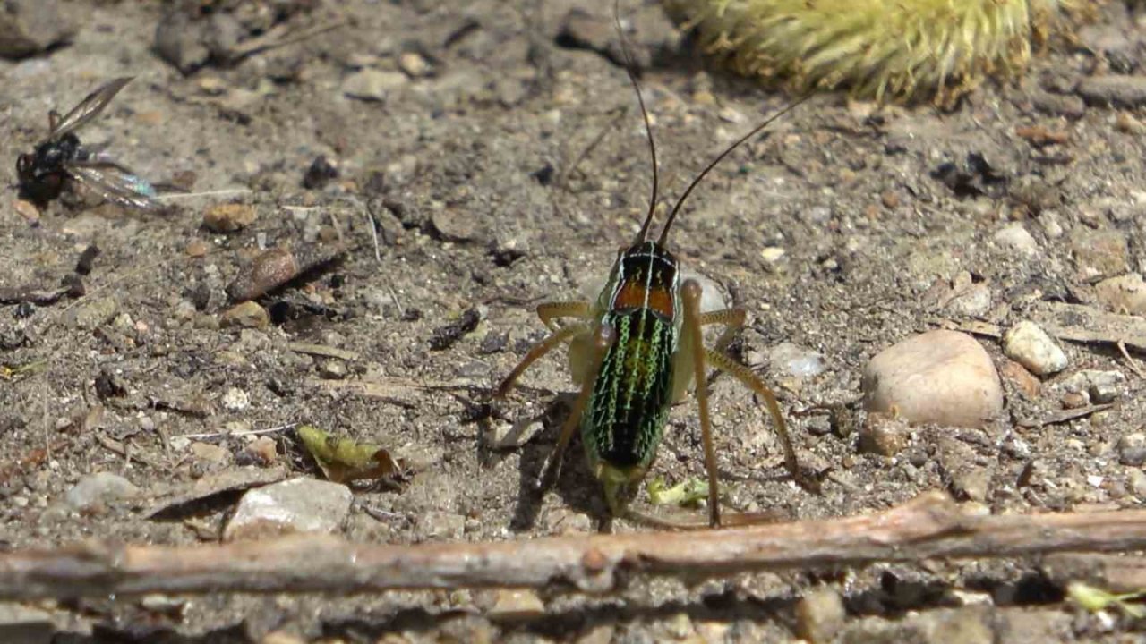 Çekirgelerin istila ettiği köyde vatandaşların mağduriyeti sürüyor