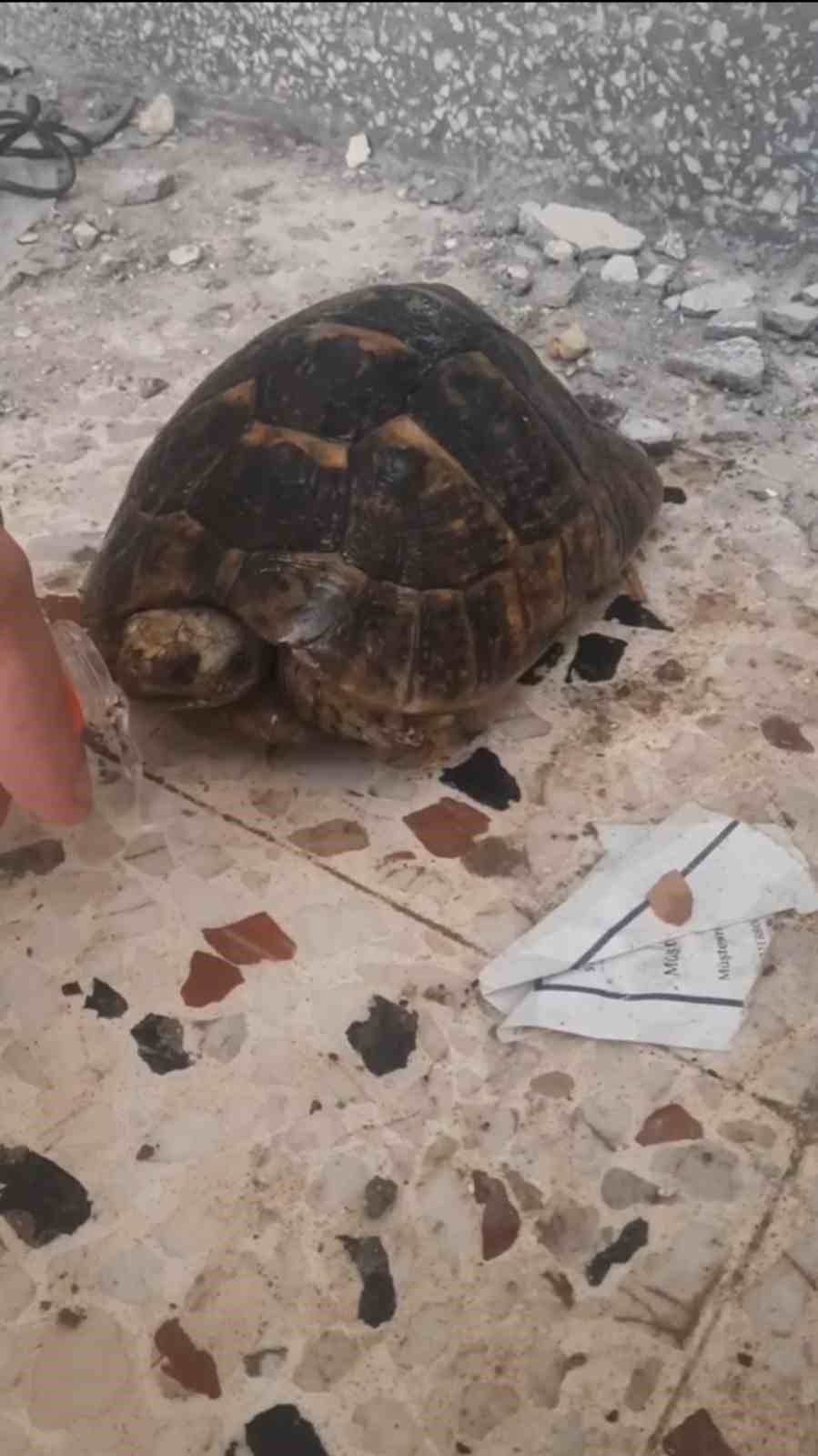 Enkazda olan kaplumbağa kurtarıldı