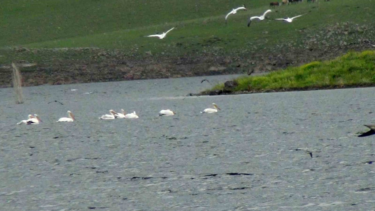 Kars Barajı kuşlarla şenlendi