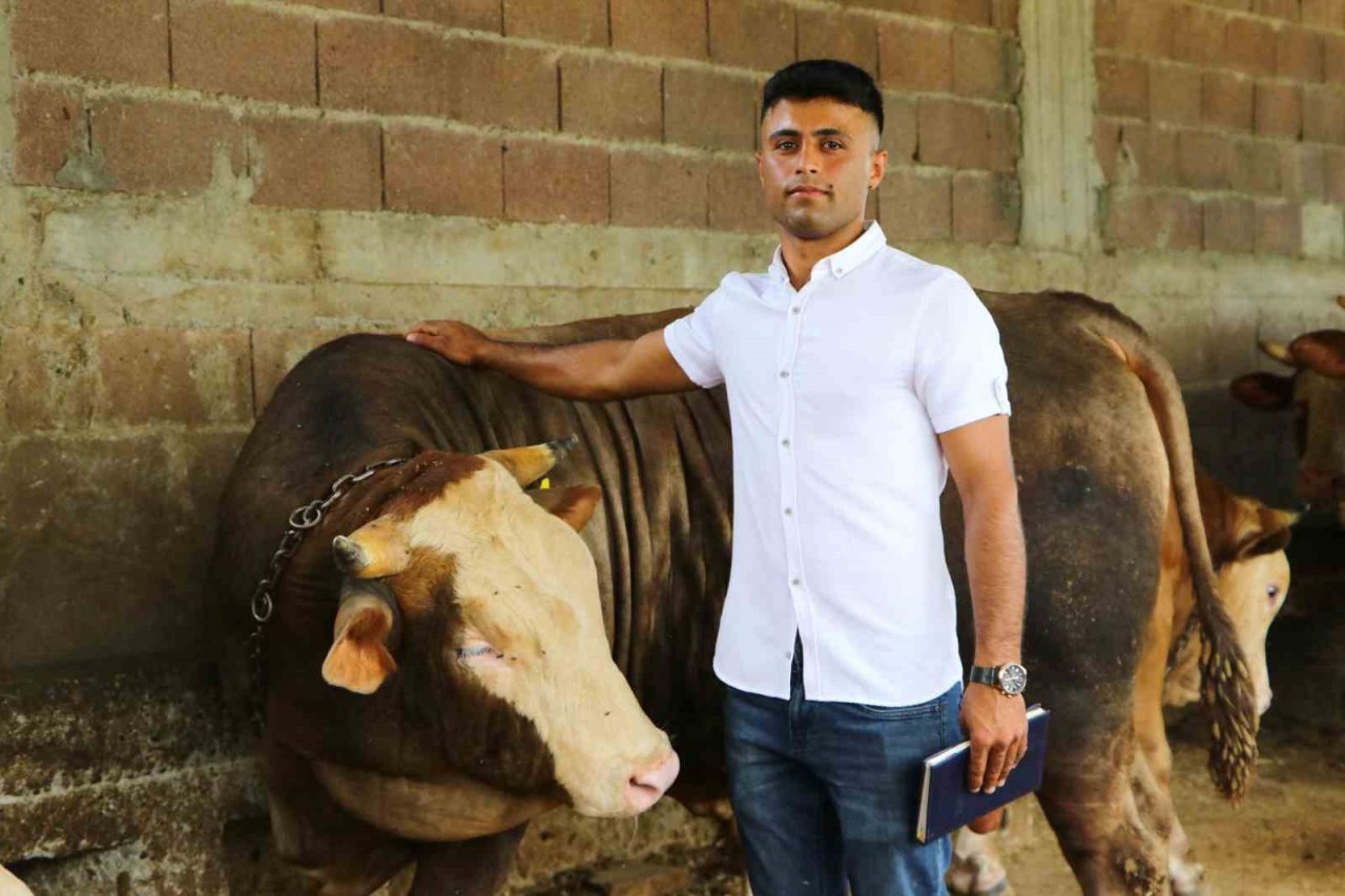 Kurbanlık satışları başladı, hisseli büyükbaş satışları arttı