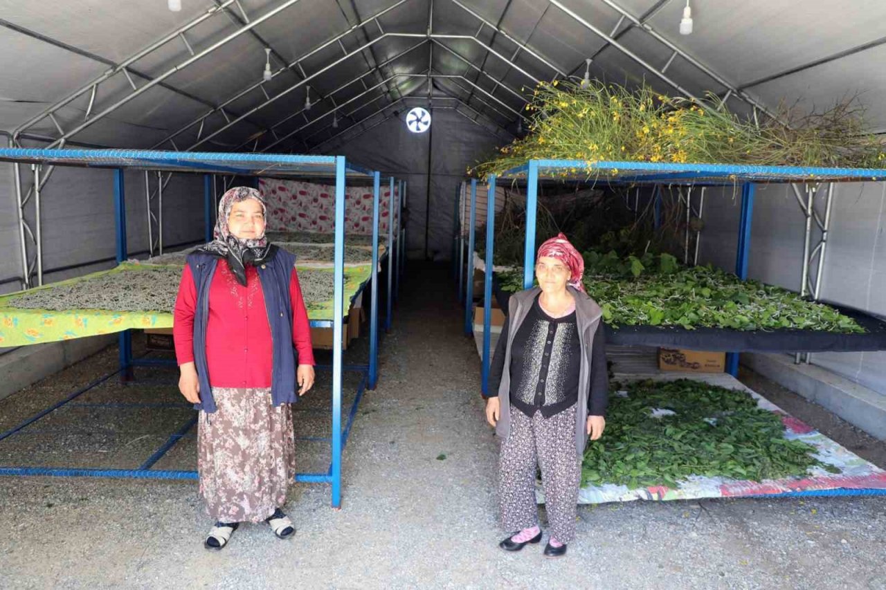 İpekböcekçiliği üretiminde yüzler gülüyor