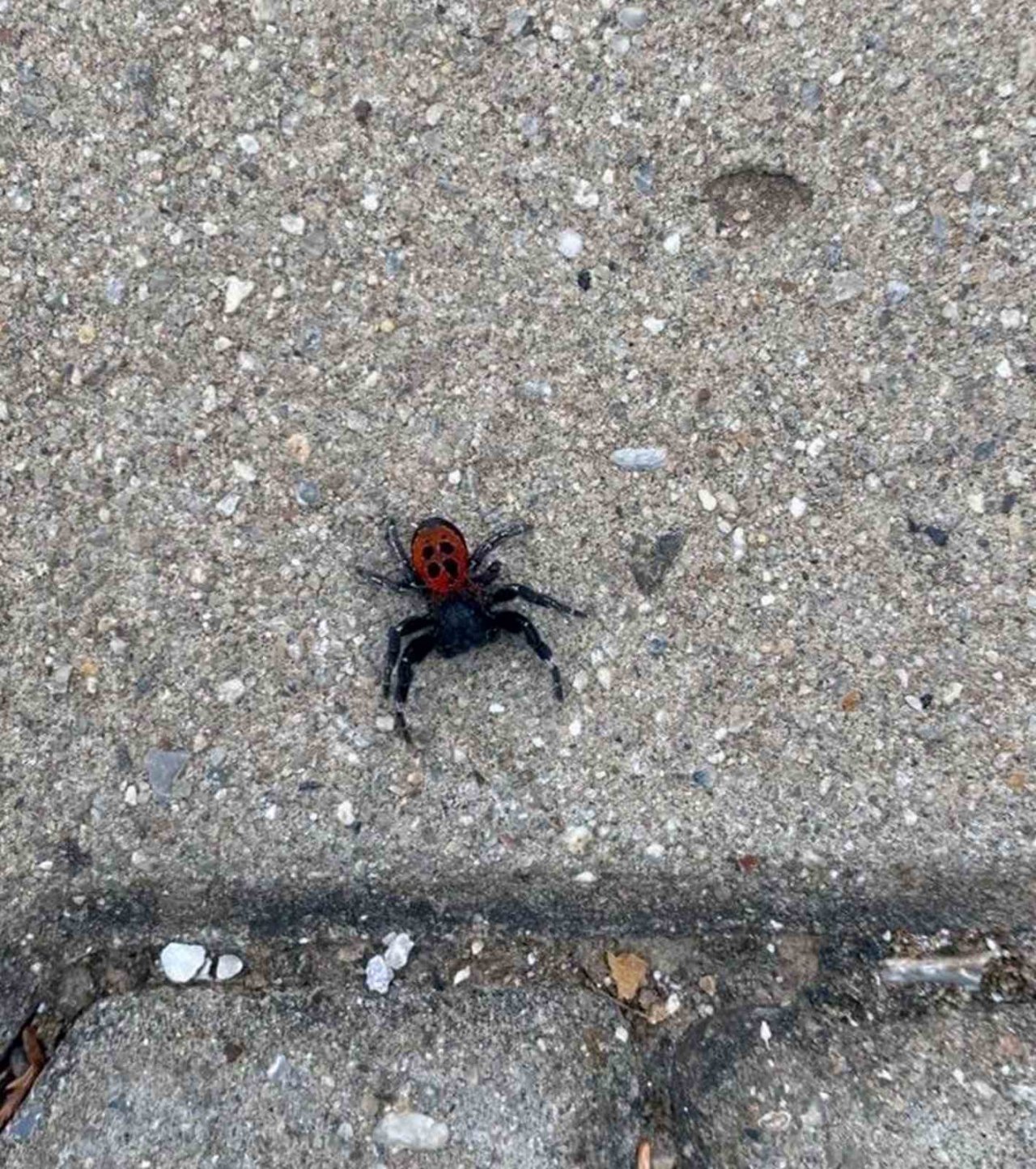 Muğla’da zehirli Uğur Böceği görüldü