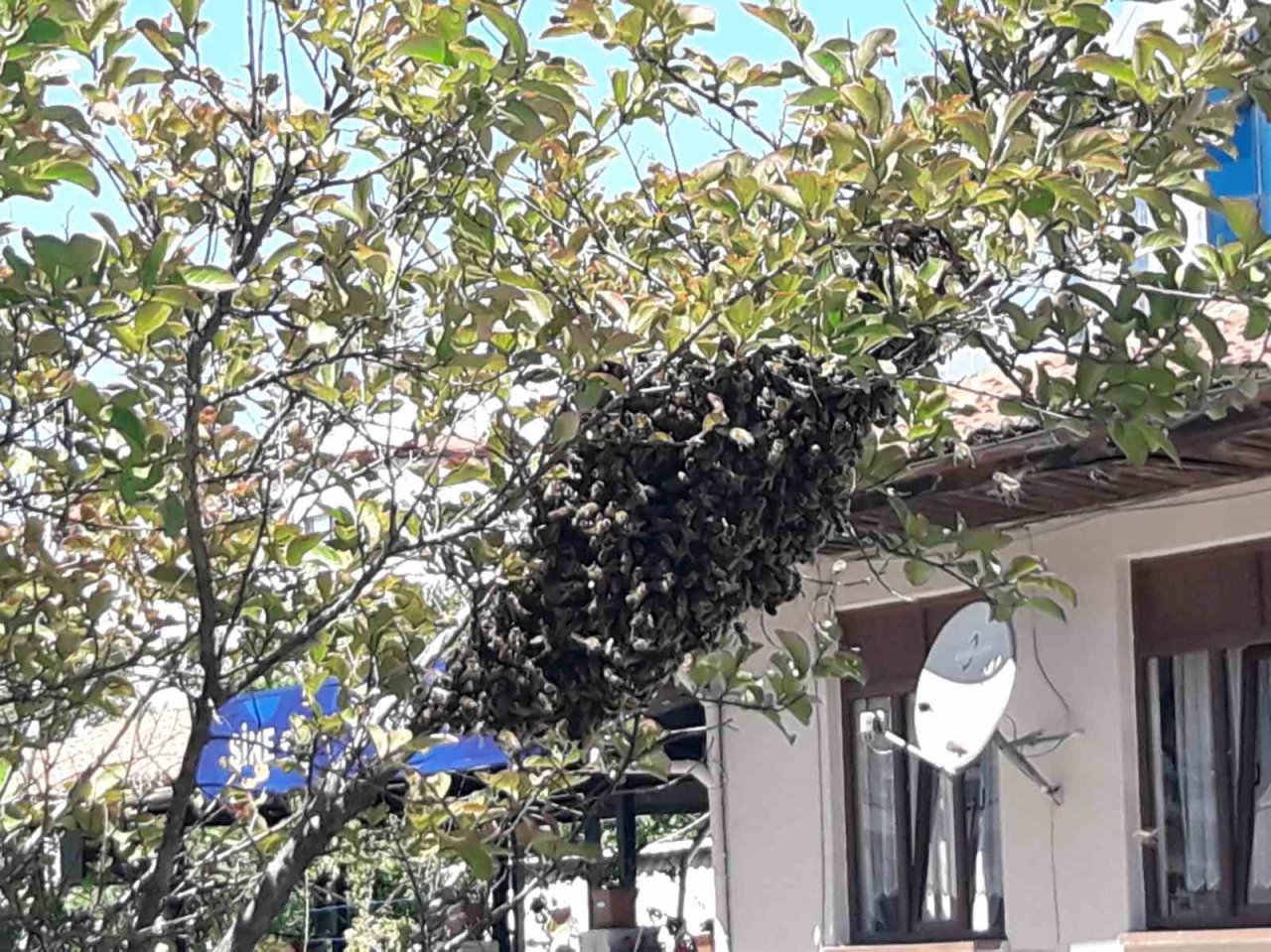 Şehrin göbeğinde arılar oğul verdi