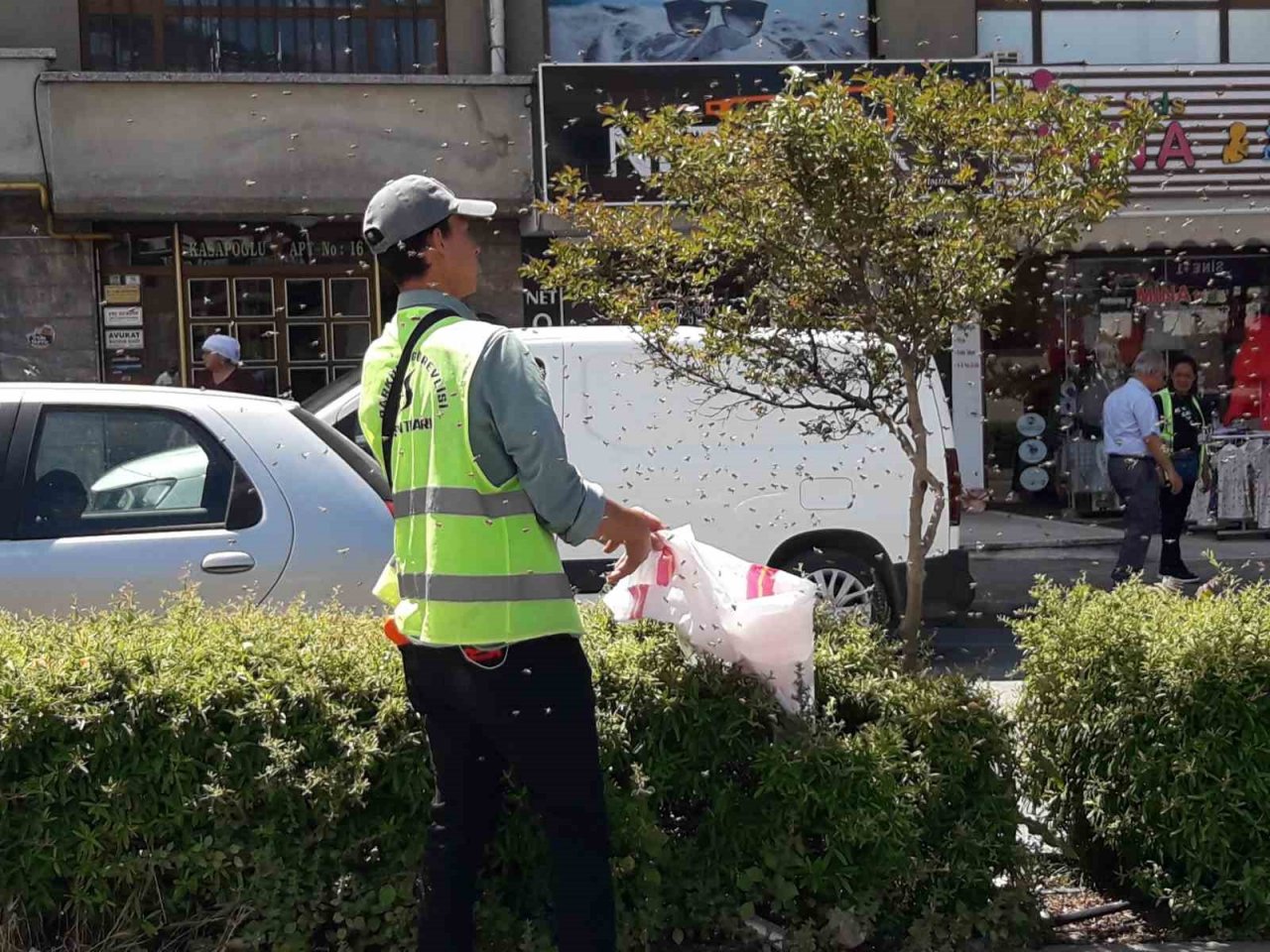 Şehrin göbeğinde arılar oğul verdi