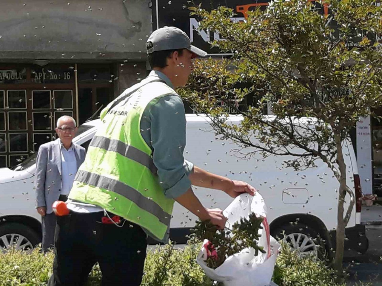 Şehrin göbeğinde arılar oğul verdi