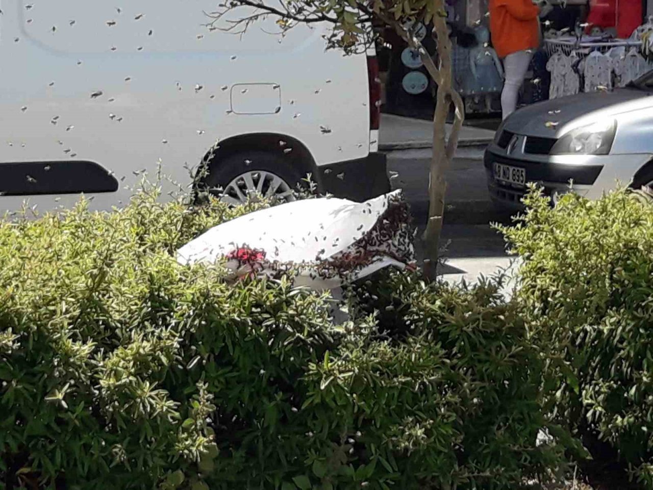 Şehrin göbeğinde arılar oğul verdi