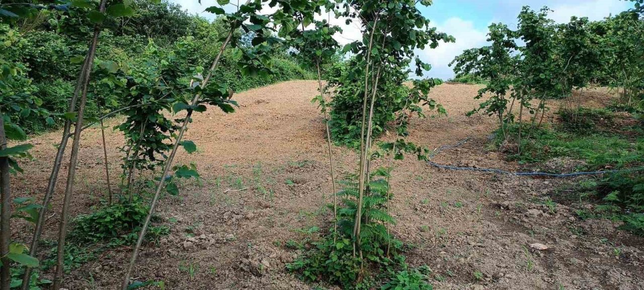 Yasadışı kenevir yetiştiren iki şüpheli adli kontrolle serbest kaldı