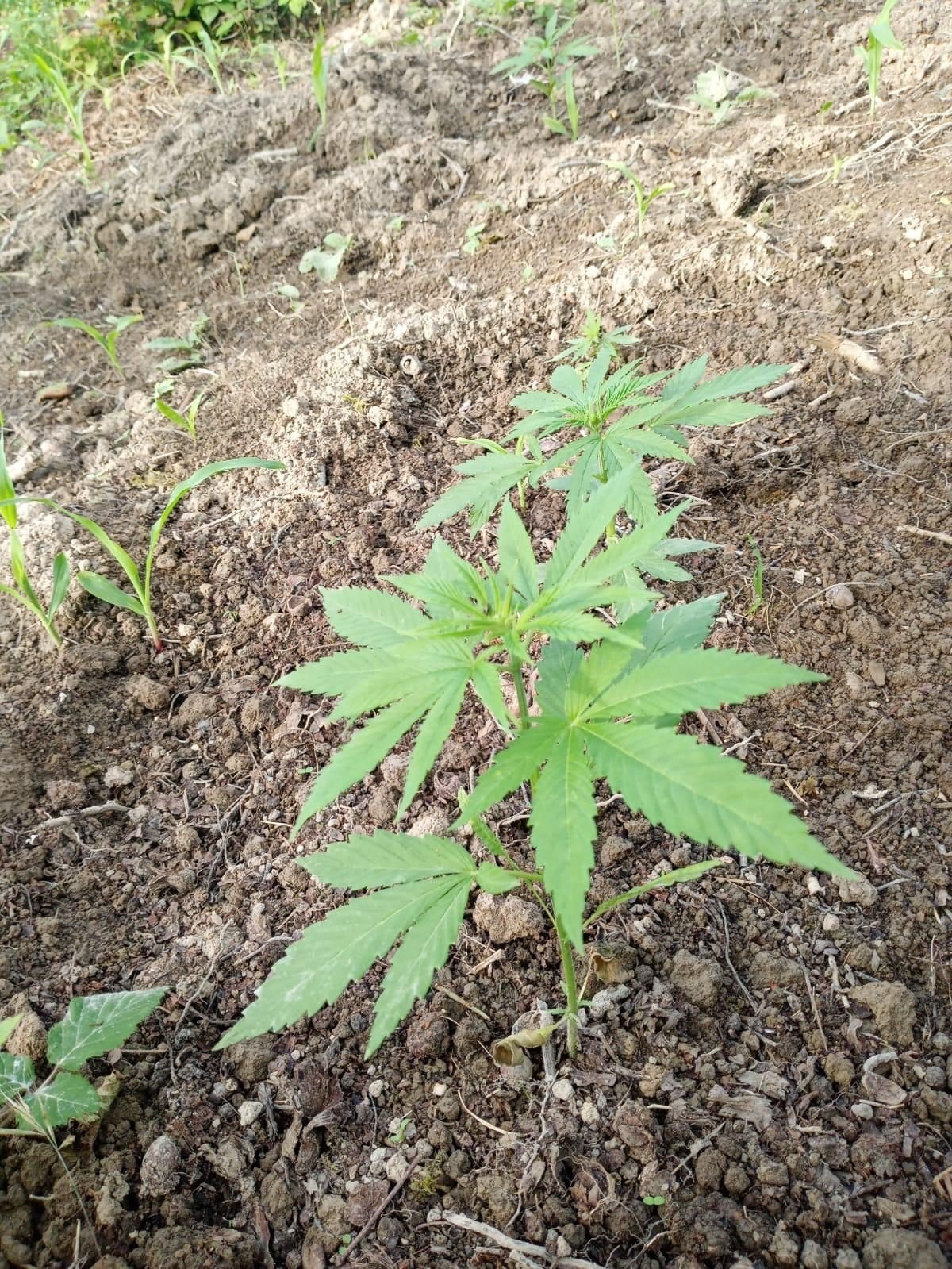 Yasadışı kenevir yetiştiren iki şüpheli adli kontrolle serbest kaldı