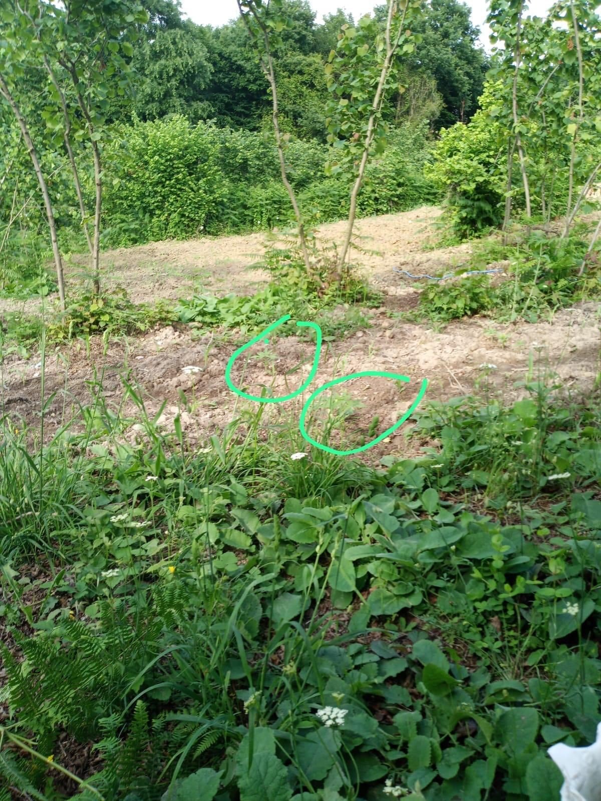 Yasadışı kenevir yetiştiren iki şüpheli adli kontrolle serbest kaldı