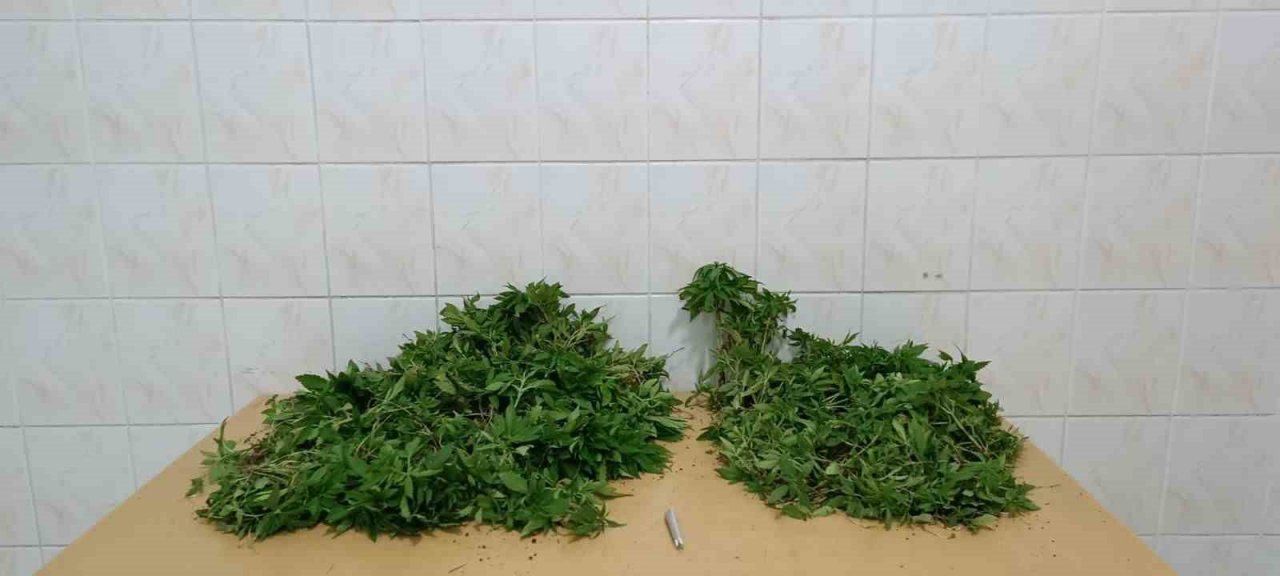 Yasadışı kenevir yetiştiren iki şüpheli adli kontrolle serbest kaldı