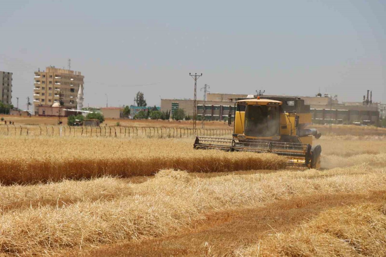 Şanlıurfa’da buğday hasadı başladı