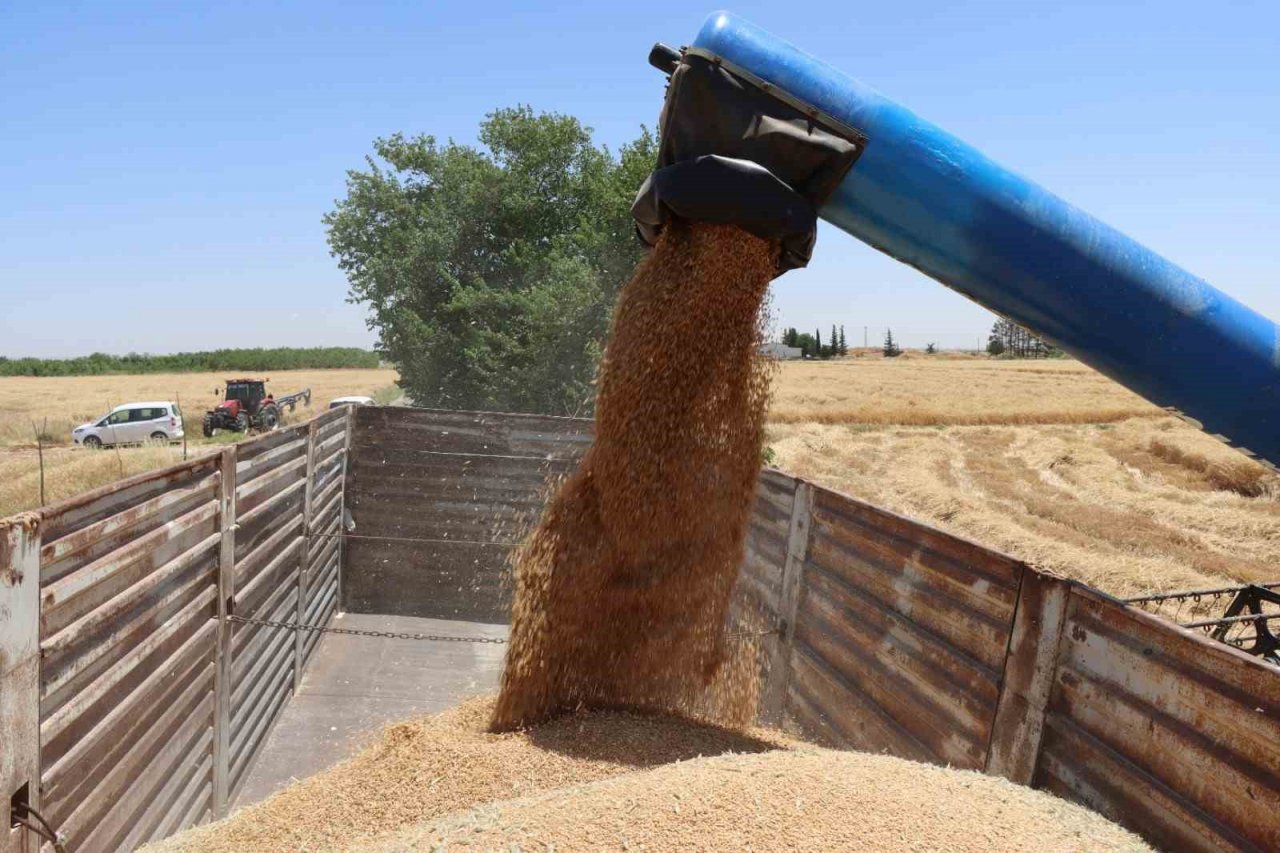 Şanlıurfa’da buğday hasadı başladı