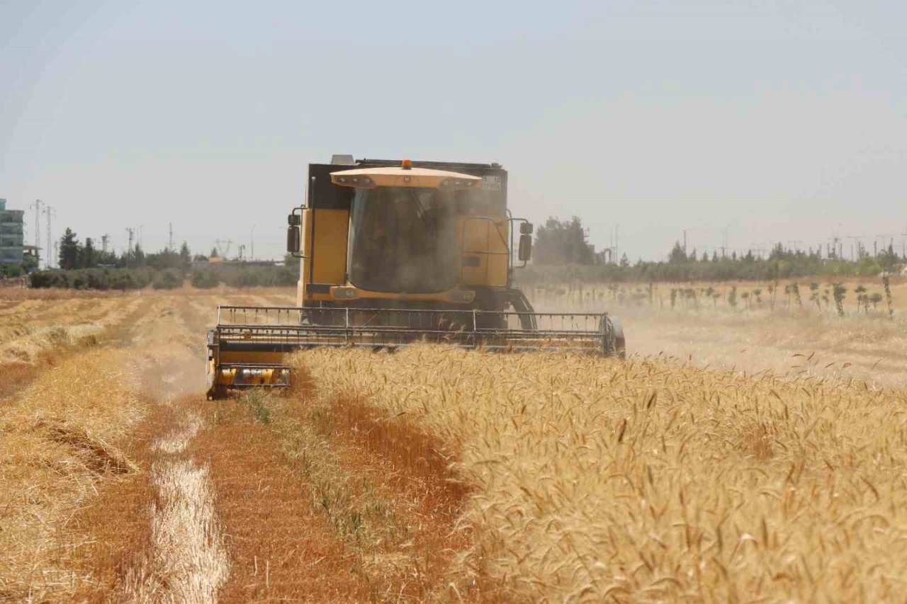 Şanlıurfa’da buğday hasadı başladı