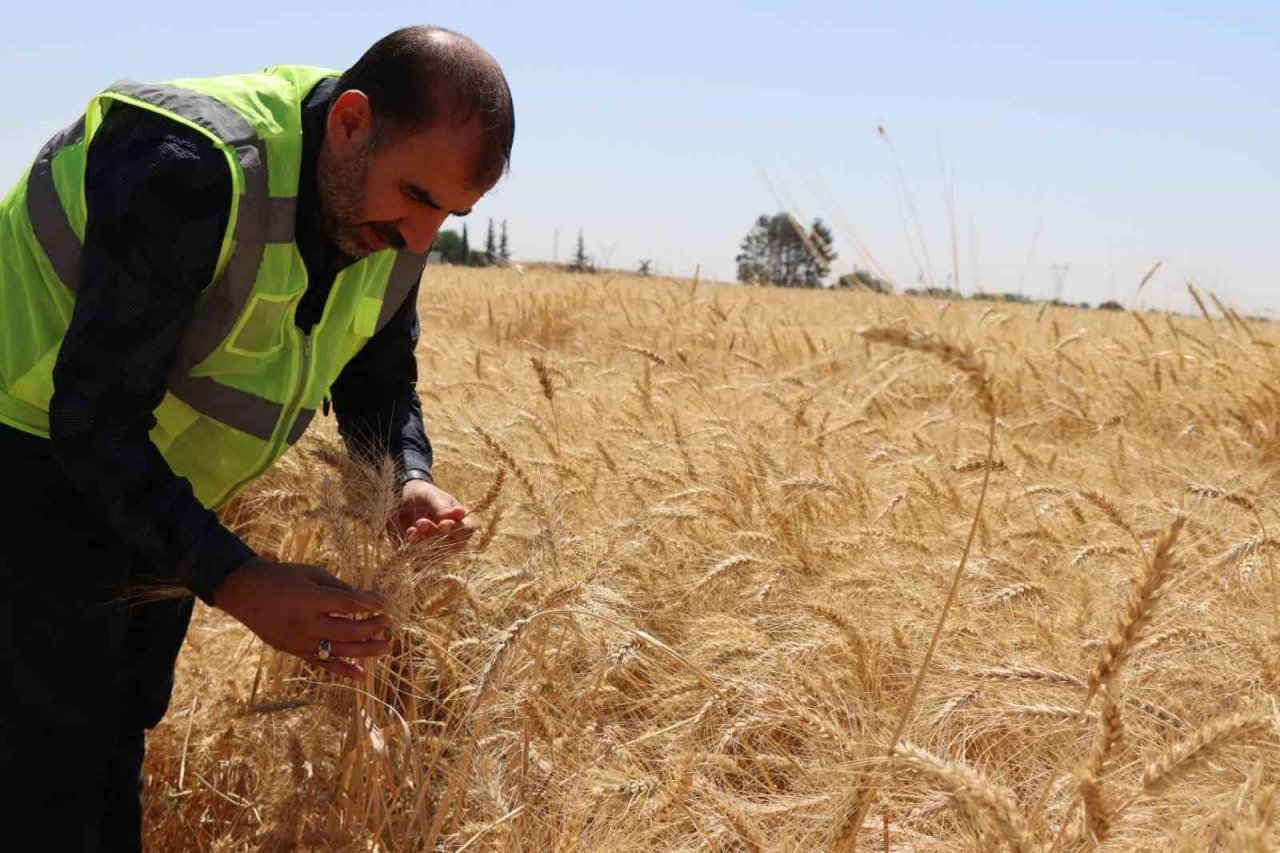 Şanlıurfa’da buğday hasadı başladı