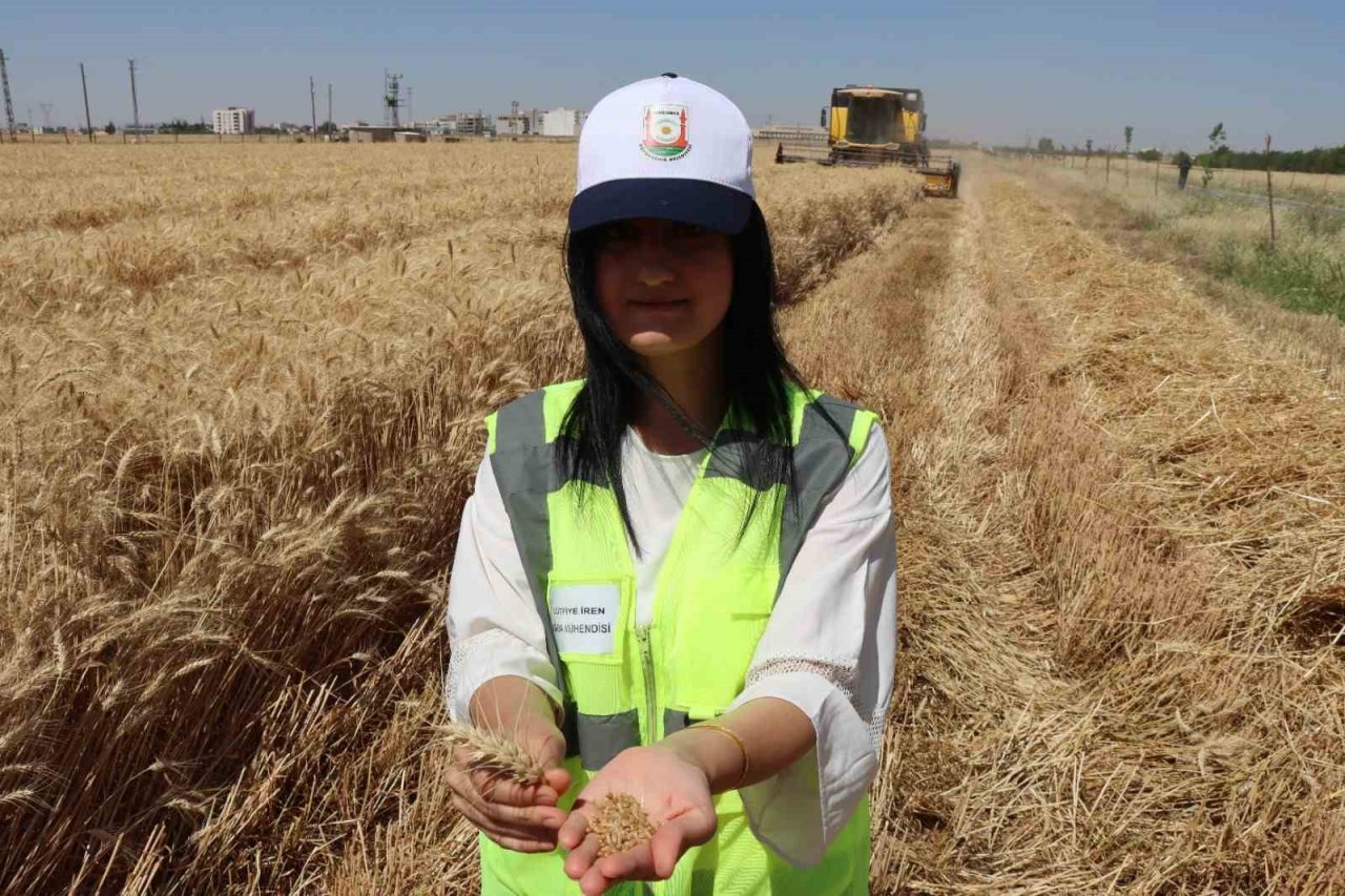 Şanlıurfa’da buğday hasadı başladı