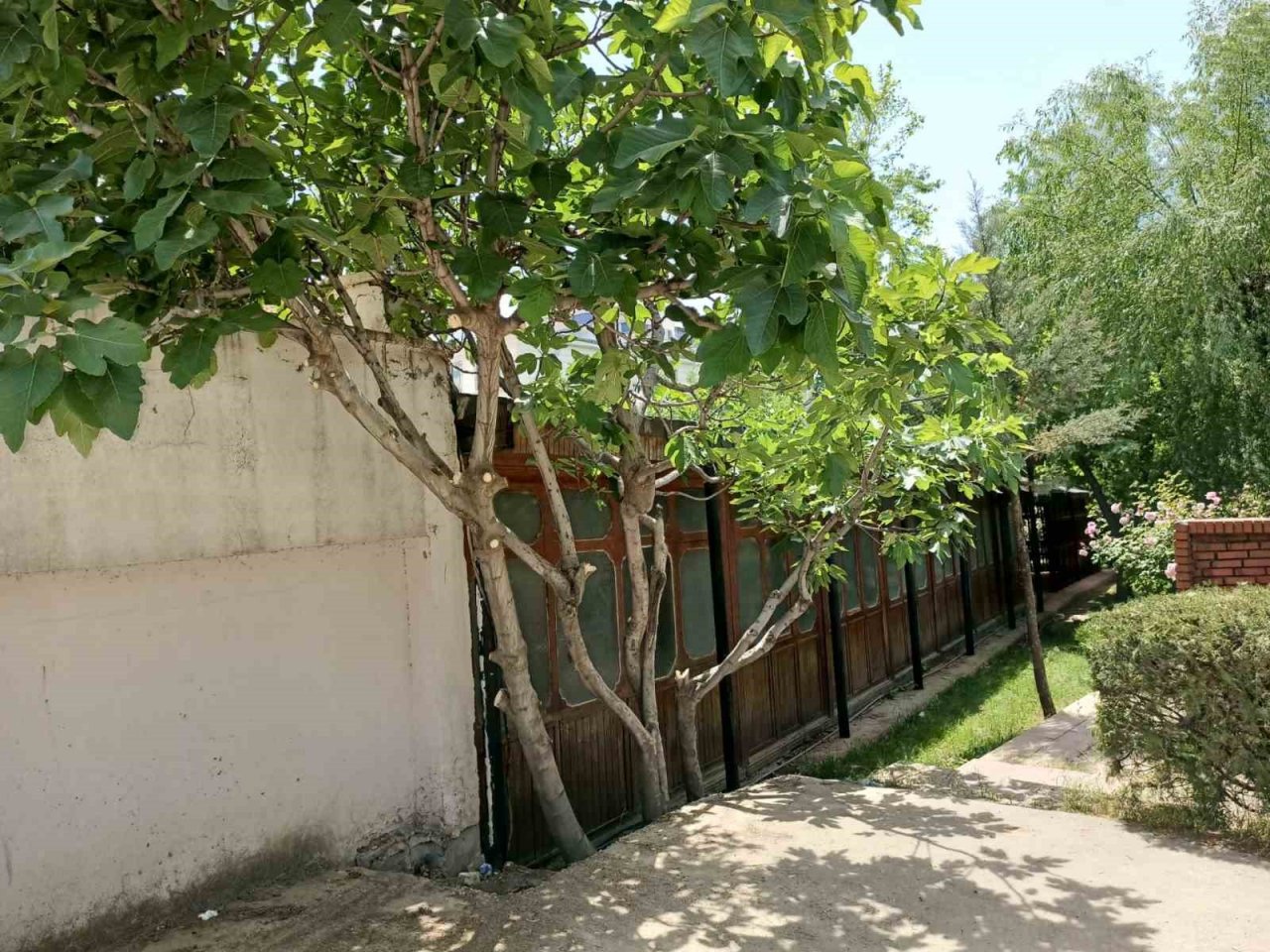 Siirt Üniversitesinde ağaç katliamı tepkilere neden oldu