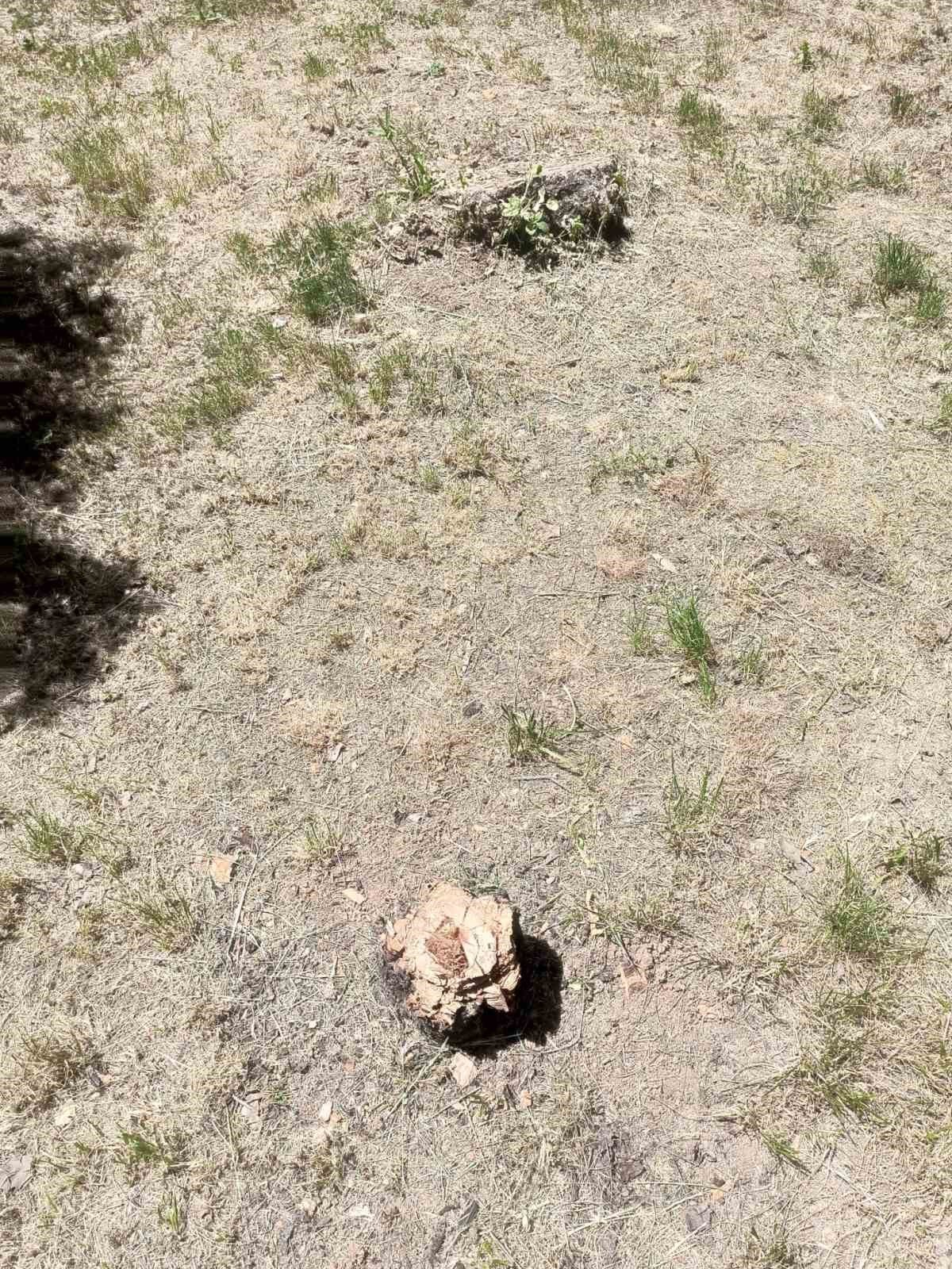 Siirt Üniversitesinde ağaç katliamı tepkilere neden oldu