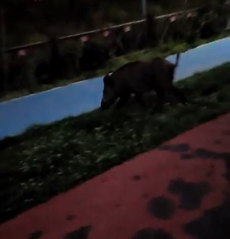 Yaban domuzunun çevikliği şaşırttı