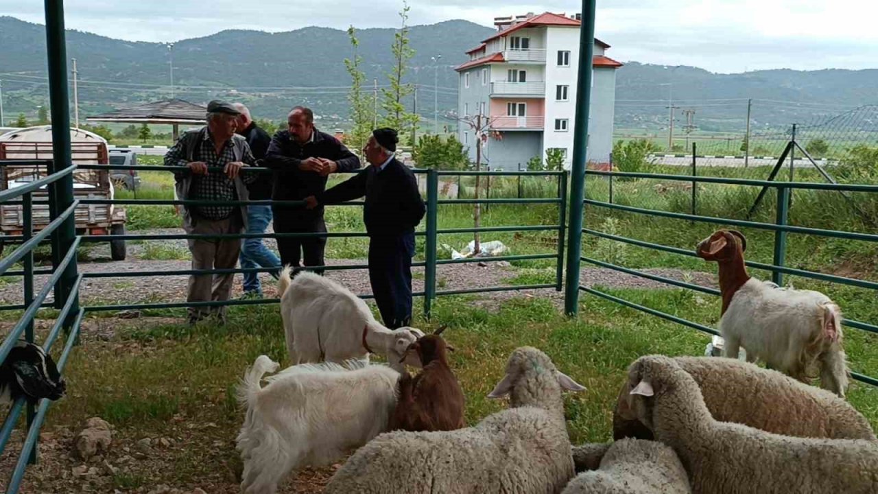 Canlı hayvan pazarı hareketlenmeye başladı
