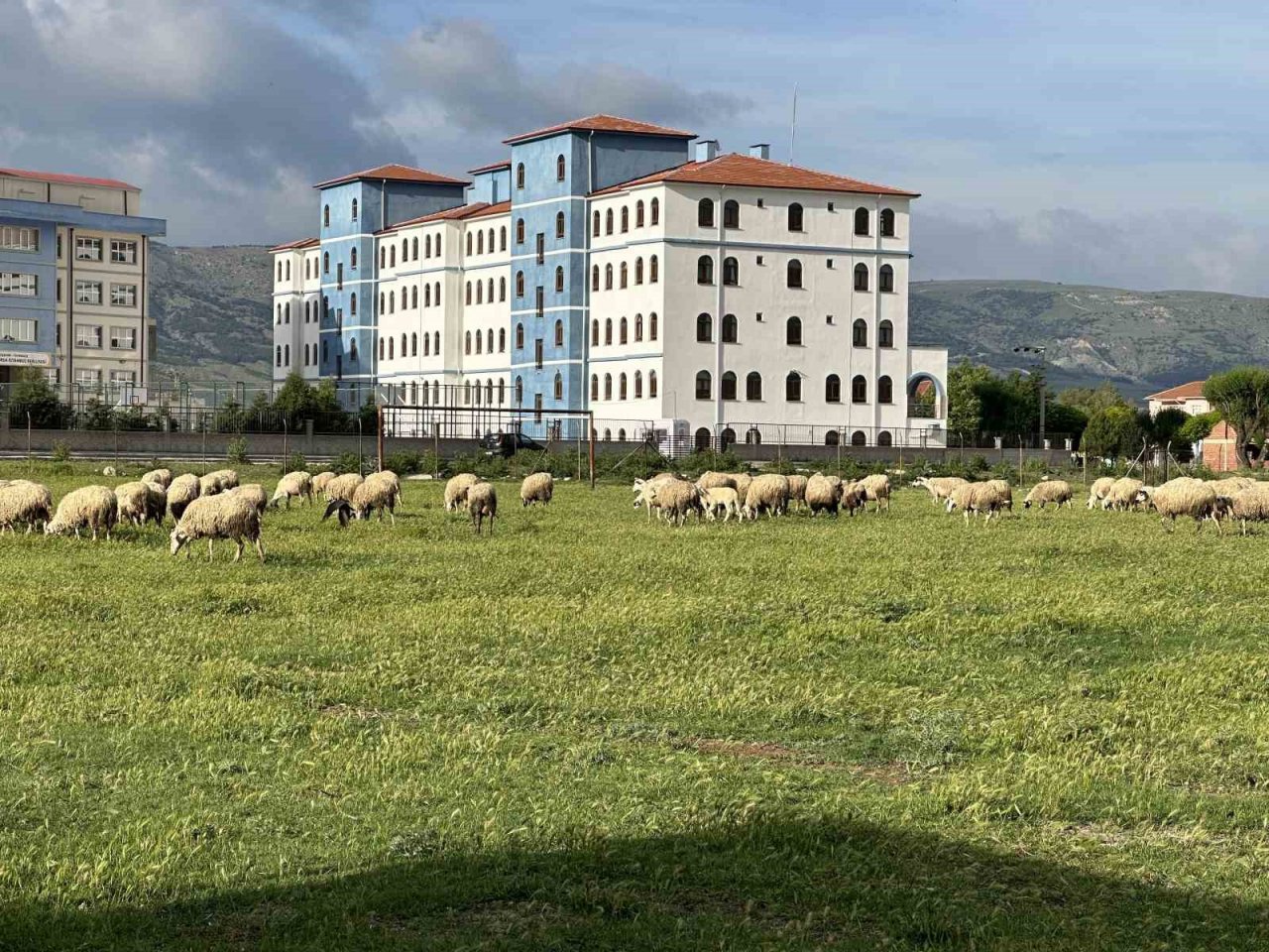 Eski futbol sahası koyunların otlama yeri oldu