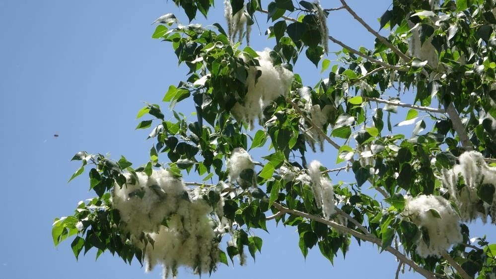 Van’da polen yoğunluğu: Alerjik hastalığı olanlara uyarı