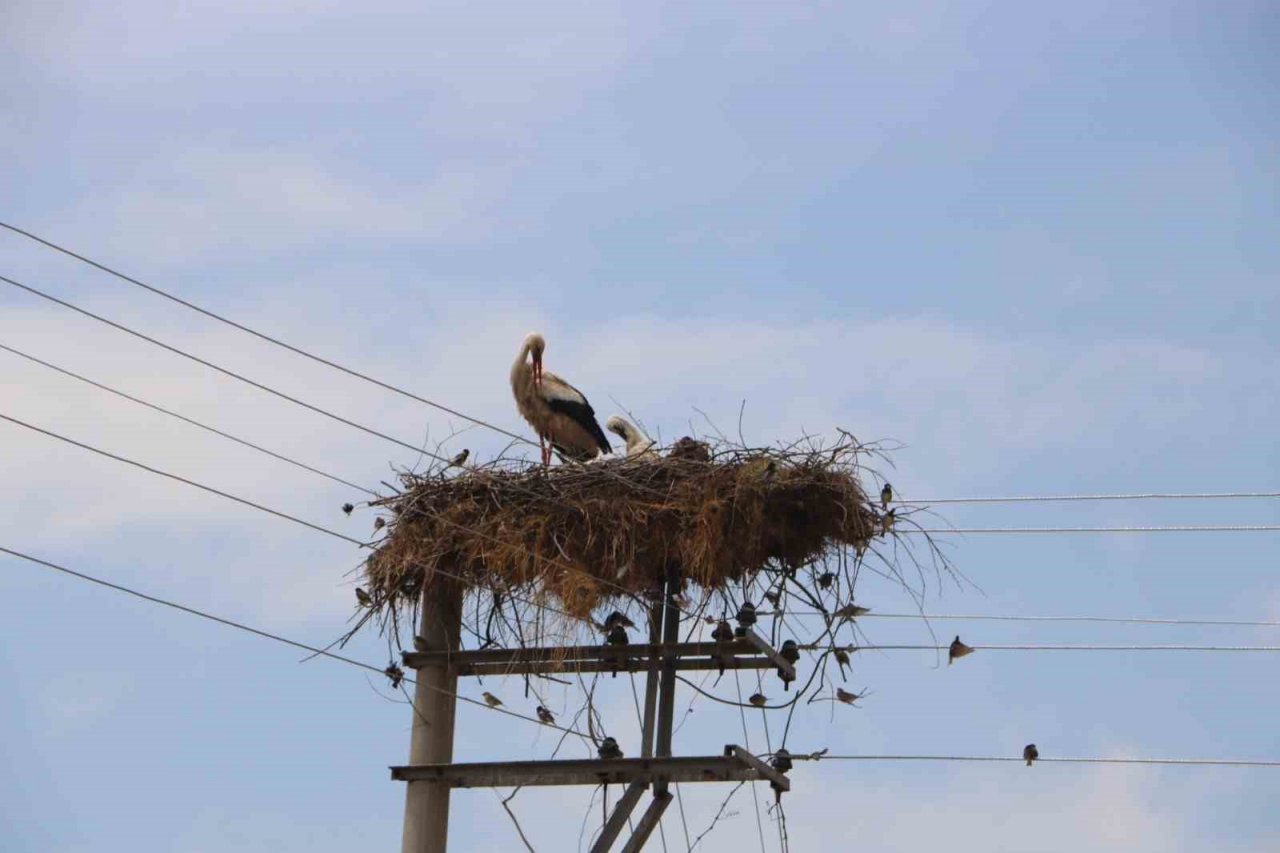 Bu leylekler 15 yıldır aynı yere yuva yapıyor