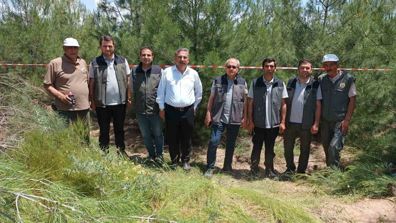 Elazığ’da kızılçam ormanlarında sıklık bakım çalışması yapıldı