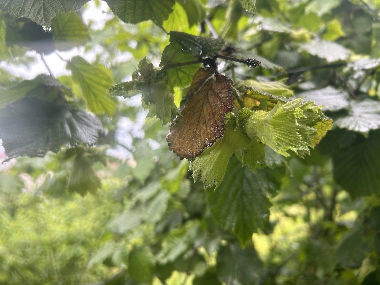 Karadeniz’de sağanak yağışlar ve güneşsiz geçen günler fındık üreticilerini kara kara düşündürüyor