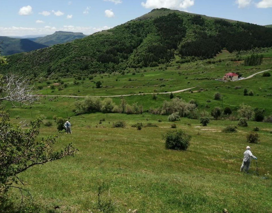 Çekirgelerin istila ettiği köyde ilaçlama çalışmaları başlatıldı