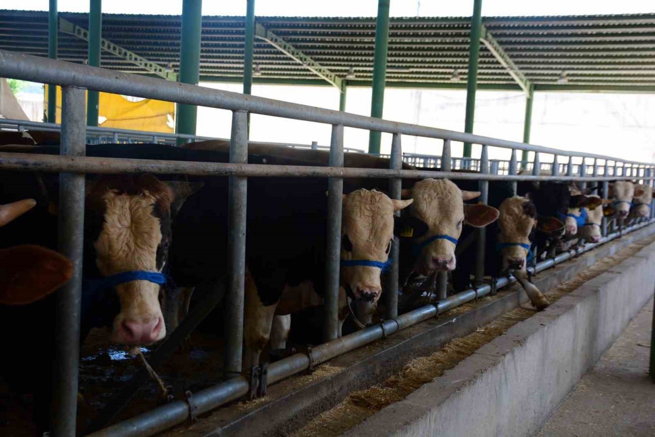 Körfez’de küpesiz hayvan kurban satış alanına alınmayacak