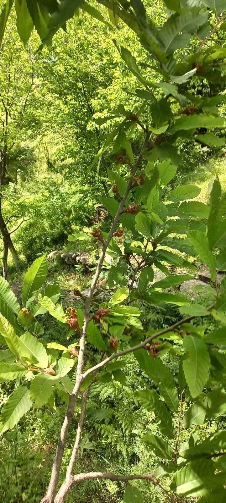 Köşk’te üreticiler Kestane Gal Arısı’na karşı bilgilendiriliyor