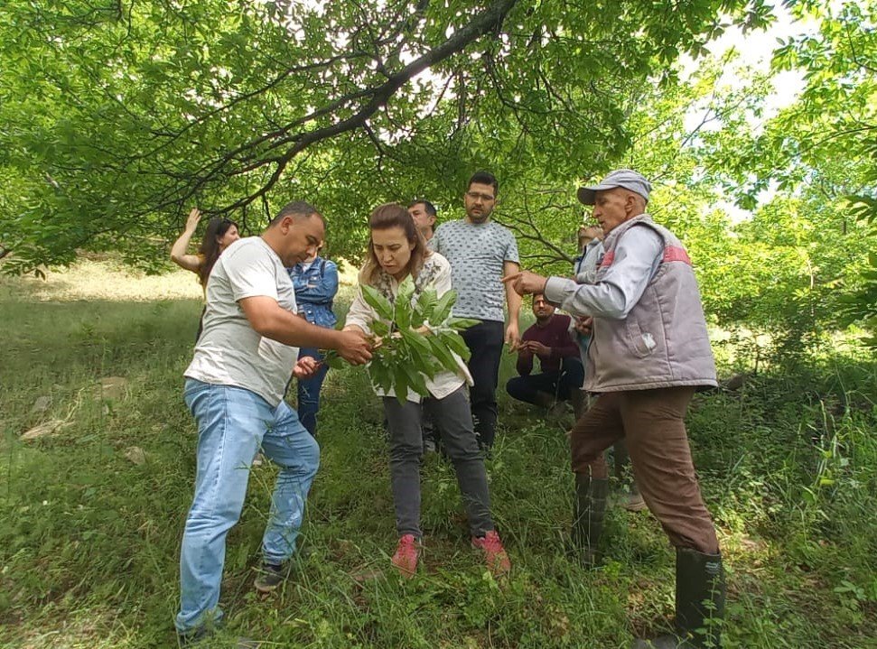 Köşk’te üreticiler Kestane Gal Arısı’na karşı bilgilendiriliyor