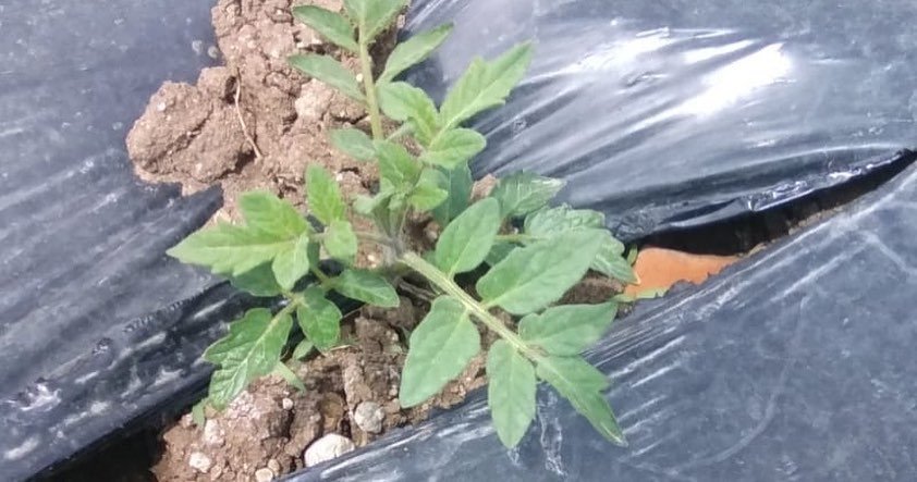 Üreticilere dağıtılan sebze fideleri toprakla buluştu