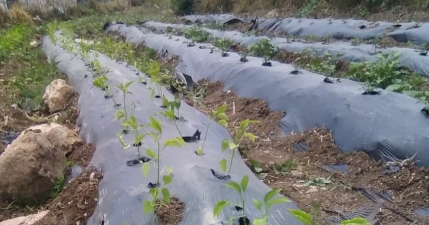 Üreticilere dağıtılan sebze fideleri toprakla buluştu