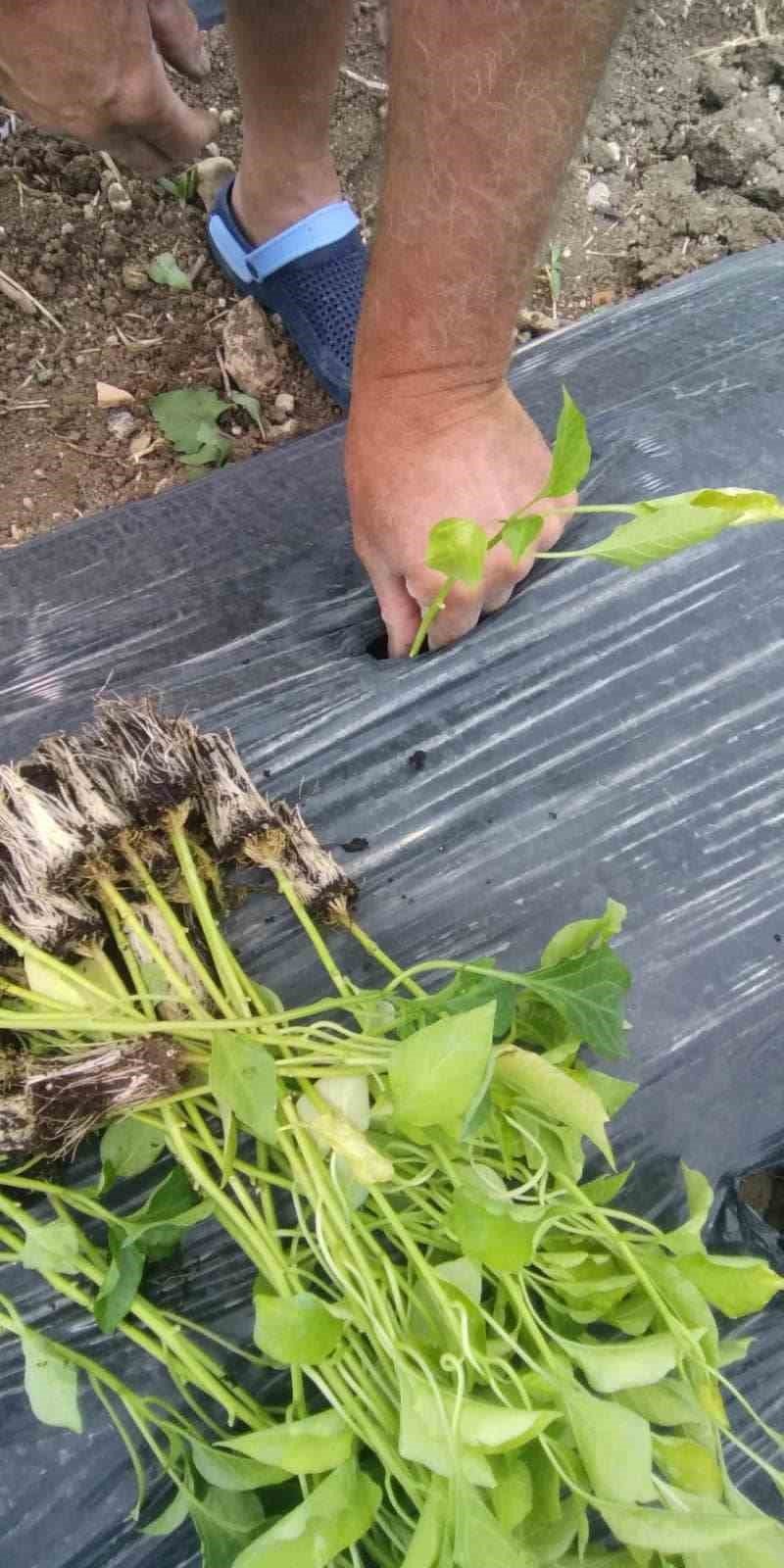 Üreticilere dağıtılan sebze fideleri toprakla buluştu