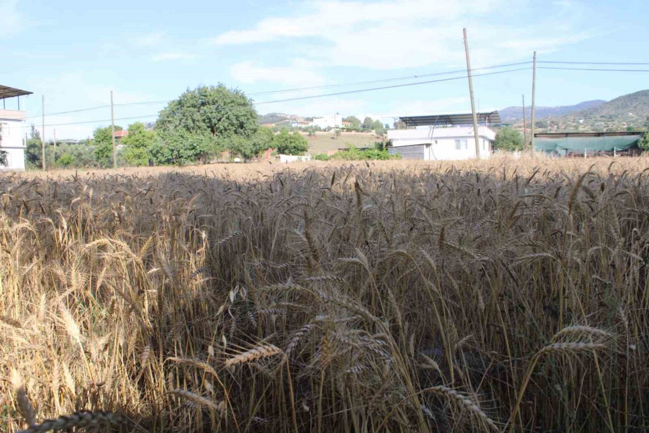 Yağmur yağdı, buğdaylar tarlada kaldı