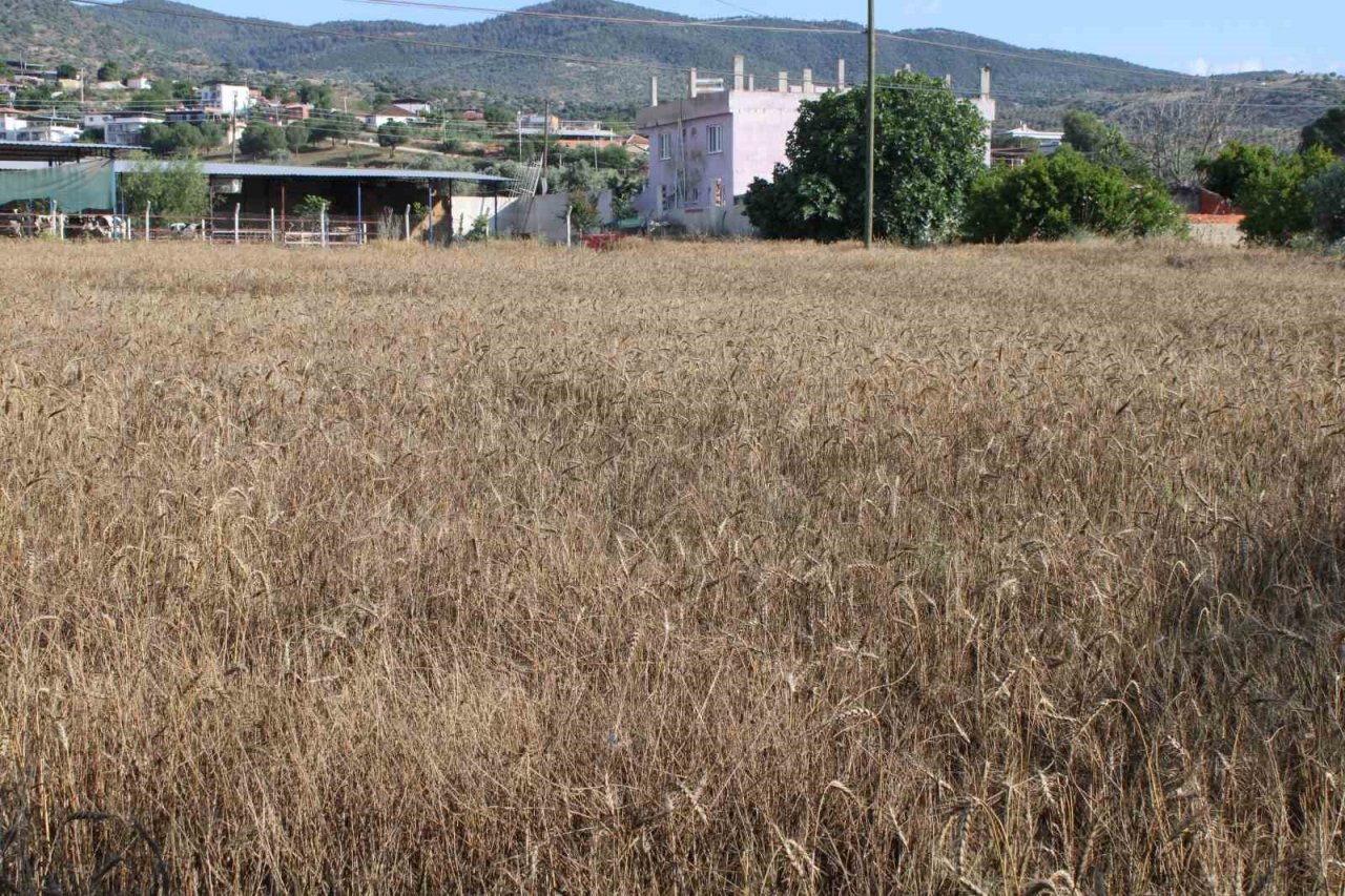 Yağmur yağdı, buğdaylar tarlada kaldı