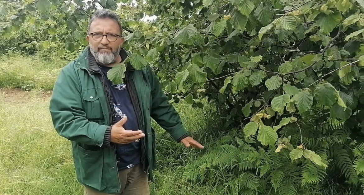 Karadeniz’de sağanak yağışlar ve güneşsiz geçen günler fındık üreticilerini kara kara düşündürüyor
