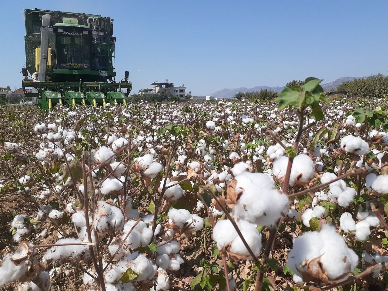 Pamuk ekimleri yağmur engeline takıldı
