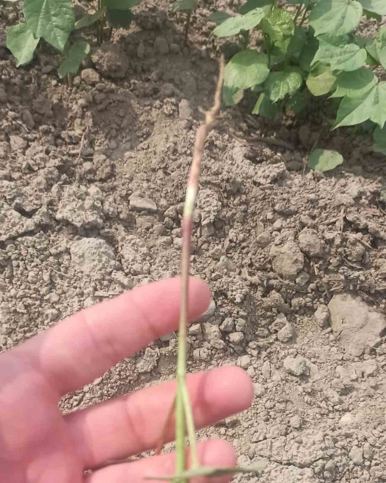 Didim’in pamuğu temiz çıktı